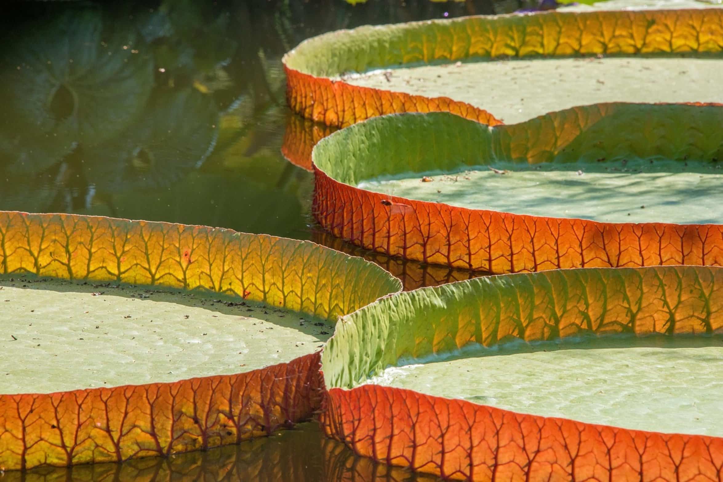 lily pads water lily pads water