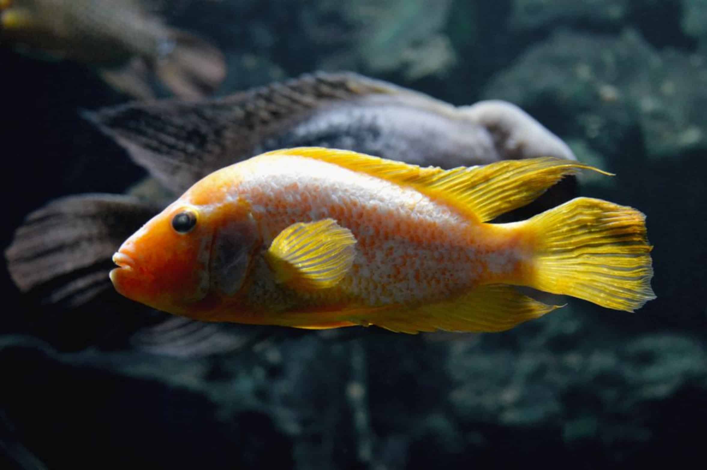 orange sunfish aquarium orange sunfish aquarium