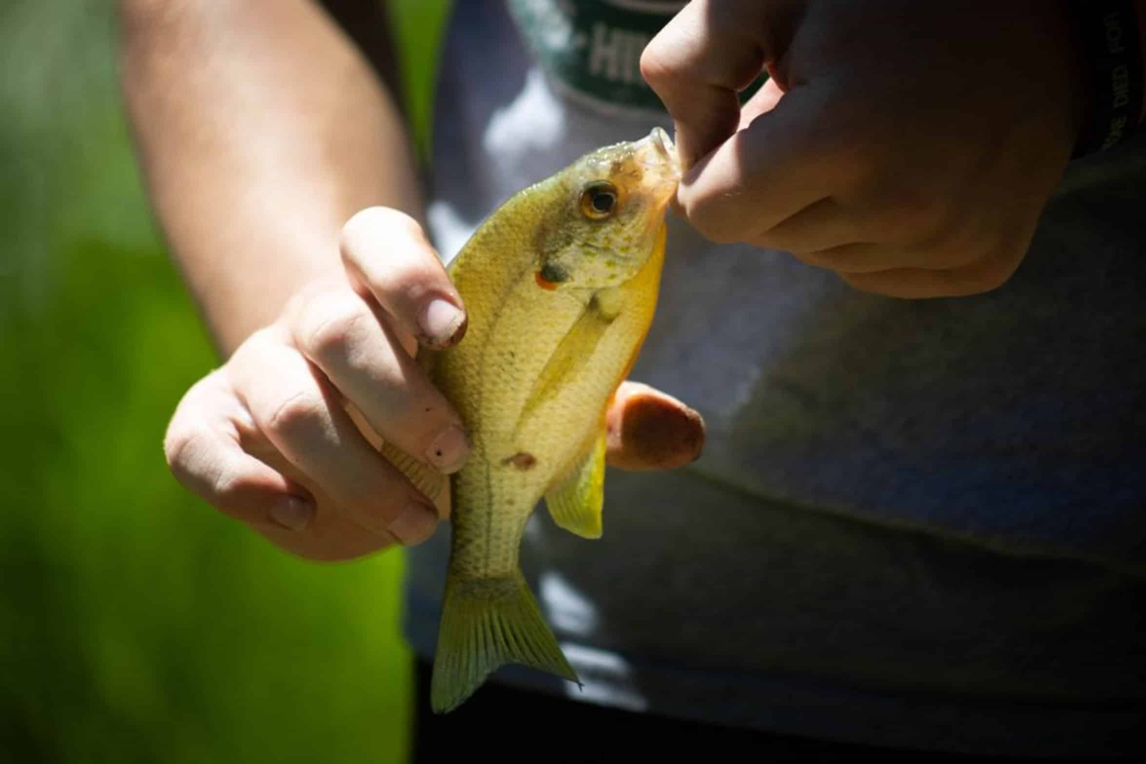 small bass fish small bass fish