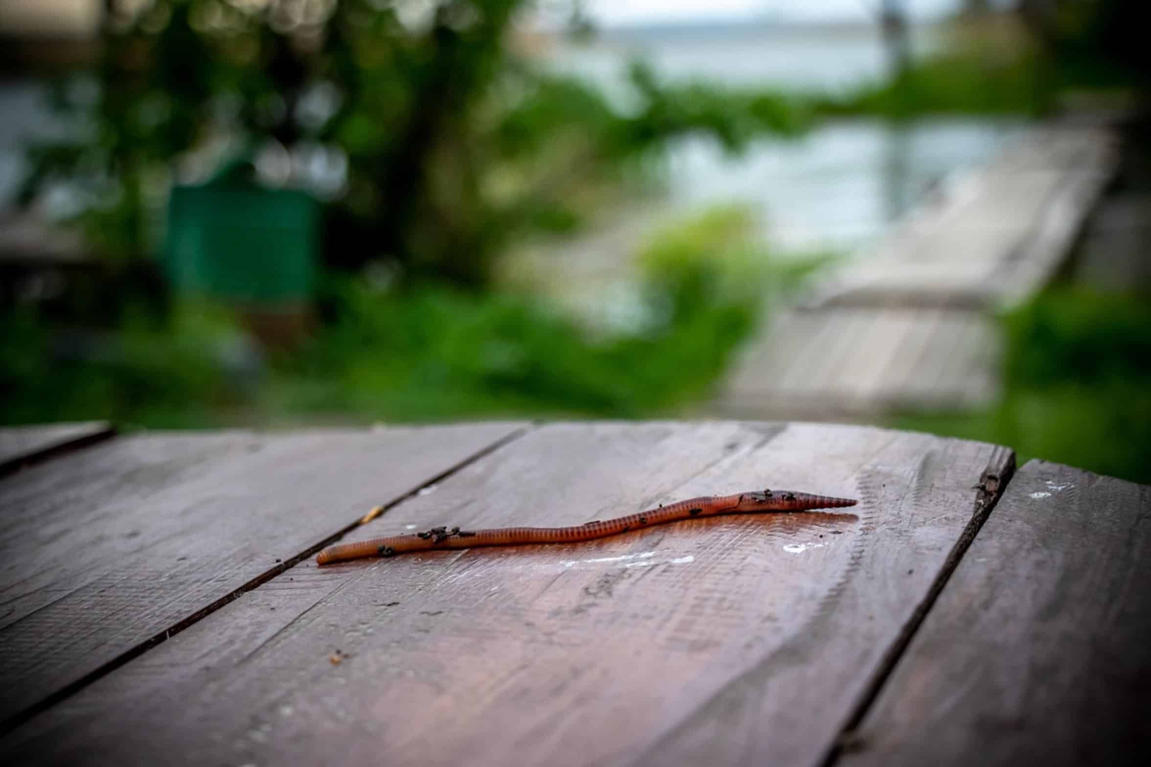 worm on fishing hook worm on fishing hook